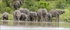 Wildlife numbers increase in Kenya's Ol Pejeta Conservancy 