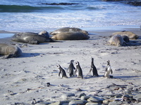 World-class wildlife viewing in the Falklands