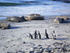 World-class wildlife viewing in the Falklands 