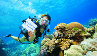 Best job in the world generates a global buzz