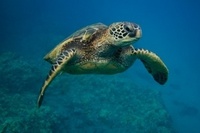 Celebrating World Ocean Day