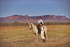 Australia gets a boost from Baz Luhrmann’s epic