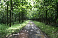The trees are growing - The time is now