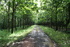 Teak Lined Pathways in Costa Rica 