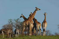 Out of Africa in your own back garden