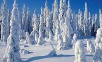 Lapland Investment Property: The complete package