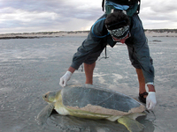 Flatback turtles in Australia