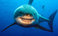 Oceans 12 – Award winning photographers support marine environment