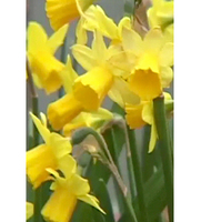 How to plant spring bulbs