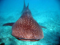 Sponsor a Whale Shark this Christmas