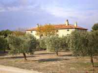 Vineyard in Provence