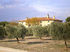 Vineyard in Provence
