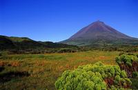 Ancient vineyards offer a true taste of the Azores