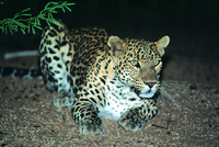 Leopard and Blue Whale safaris in Sri Lanka