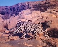 Arabian Leopard