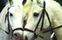 Horseriding in Slovenia