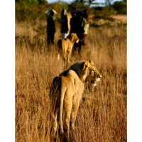 Feline adventurous? Walk with lions in Zimbabwe