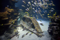 Have a whale of a time at Sea Life London Aquarium
