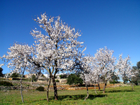 Spring has sprung in Ibiza 