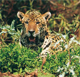 'Purrrfect' adventures for big cat enthusiasts