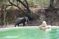 Animal magic & mystery in the Ruaha