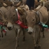 A mother and foal work side by side