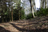 Woodland surrounding An Arvor
