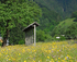 Slovenia's Wild Flower Festival