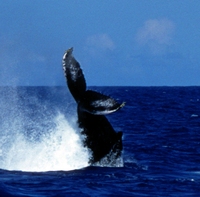 Azores Expedition - Biosphere Expeditions - Humpback Whale