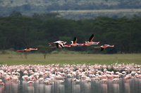 Soysambu, Kenya