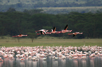 Serena announces new luxury camp for Soysambu, Kenya