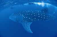 Whale sharks arrive early at Ningaloo Reef