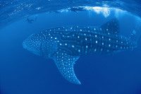 Whale Sharks