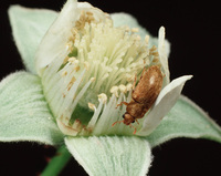Identifying common garden pests