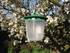 Codling Moth Trap