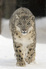 Snow Leopard, Biosphere Expeditions