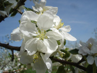 Gettysburg launches wine & fruit trail