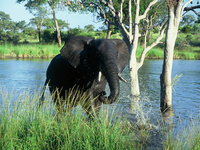 Family safaris in South Africa