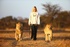 Lion walk in Zimbabwe