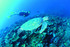 Ningaloo Reef, Australia