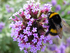 Bumblebee. (Copyright RHS) 