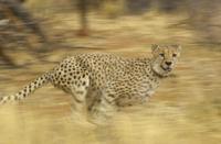 Chance to play a part in protecting Namibia's cheetahs