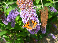 New garden in Stratford will give you butterflies