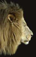 The magic of Narnia comes to Devizes