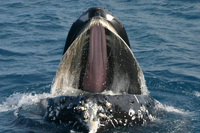 Whale watching in Queensland