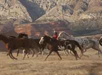 US ranching holidays