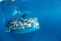 Swim with Whale Sharks in the Maldives