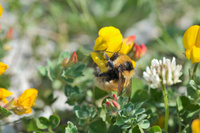 Scotland's wildlife in all its splendour