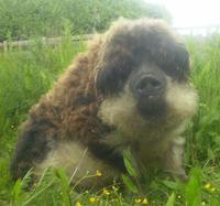 New residents move into Mary Arden’s Farm