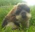 Hairy Pig